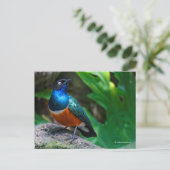 アフリカの素晴らしいスターリングの鳴鳥 ポストカード (スタンド正面)