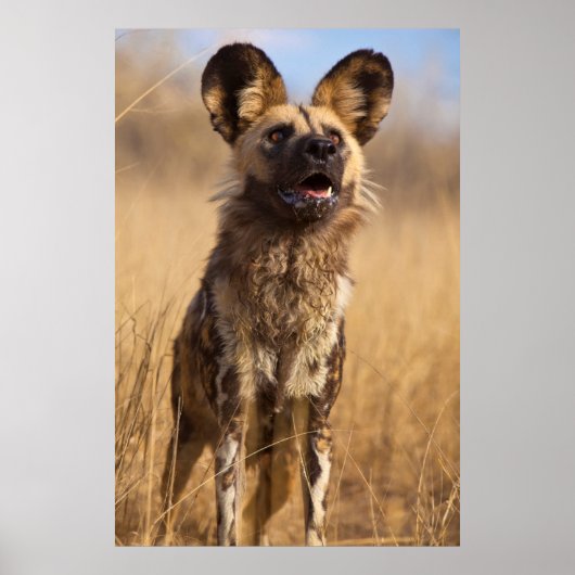 アフリカの絵画の野生の犬 ポスター (正面)
