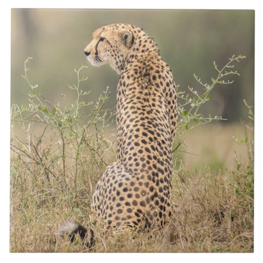 アフリカの自然な環境でチーター タイル (正面)