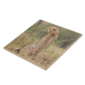 アフリカの自然な環境でチーター タイル (側面)