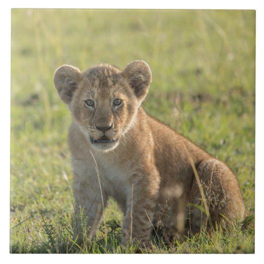 アフリカの自然環境のライオンの子 タイル (正面)