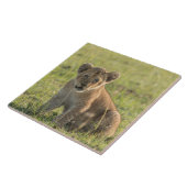 アフリカの自然環境のライオンの子 タイル (側面)