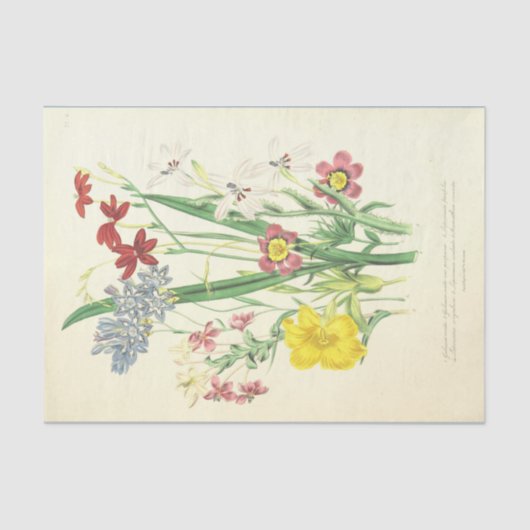 アフリカの花ヴィンテージイラストレーション 薄葉紙 (正面)