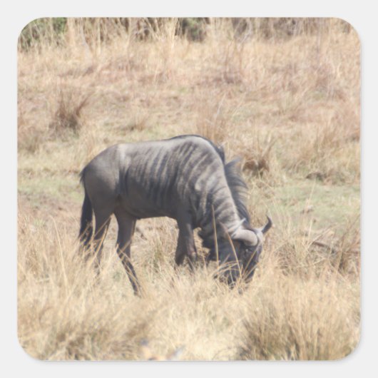 アフリカの茂みの青い野生の放牧 スクエアシール (正面)