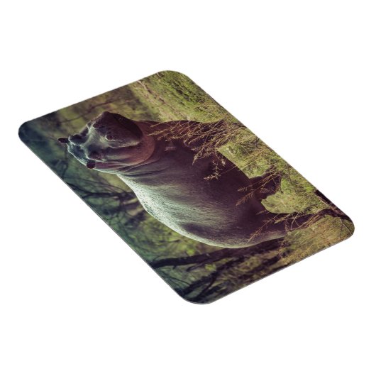 アフリカの葉でカメラでポーズをとるヒッポの立ち上がり マグネット (右側)