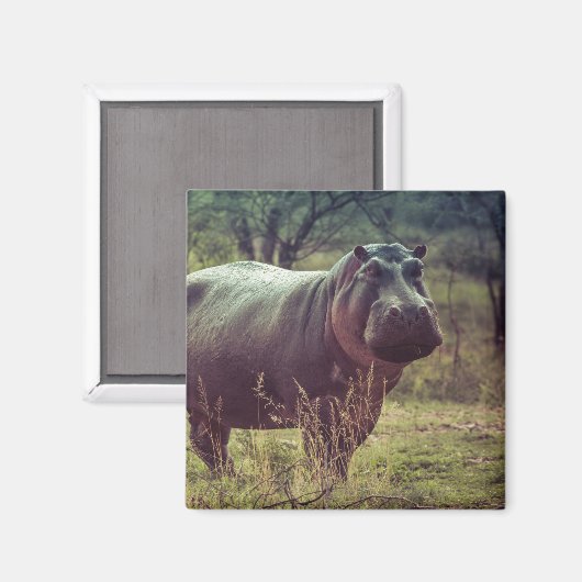 アフリカの葉でカメラでポーズをとるヒッポの立ち上がり マグネット (正面/裏面)