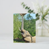 アフリカの象で胴体が上がっている シーズンポストカード (スタンド正面)