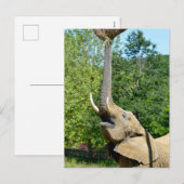 アフリカの象で胴体が上がっている シーズンポストカード (正面/裏面)