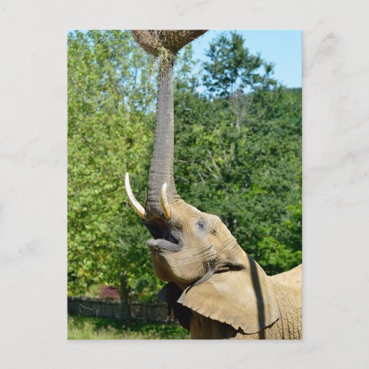 アフリカの象で胴体が上がっている シーズンポストカード (正面)
