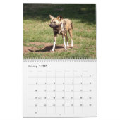 アフリカの野生の犬のカレンダー、アフリカの野生の犬 カレンダー (1月 2027)