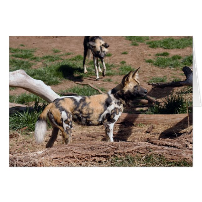 アフリカの野生の犬008のカード (正面横)