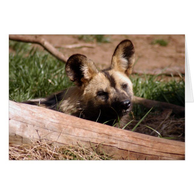 アフリカの野生の犬012のカード (正面横)