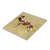 アフリカの野生の犬(Lycaon Pictus) タイル (側面)