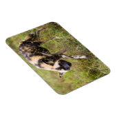 アフリカの野生の犬(Lycaon Pictus)、Madikweゲーム マグネット (右側)