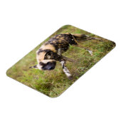 アフリカの野生の犬(Lycaon Pictus)、Madikweゲーム マグネット (左側)