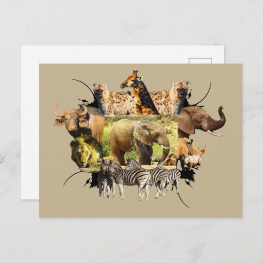 アフリカの野生動物の枠のゾウのスプラッシュ ポストカード (正面/裏面)