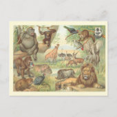 アフリカの野生動物 ポストカード (正面)