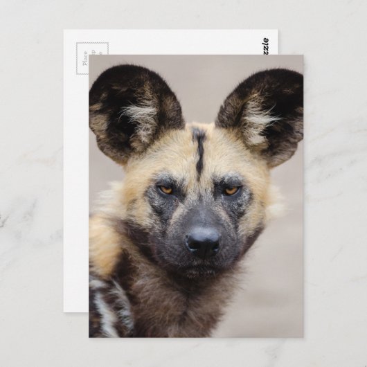 アフリカの野生絵を描犬 ポストカード (正面/裏面)