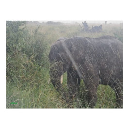 アフリカの降雨 ポスター