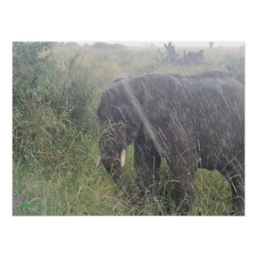 アフリカの降雨 ポスター (正面)