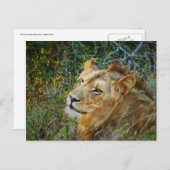 アフリカの雄ライオンのグリーティングカード ポストカード (正面/裏面)