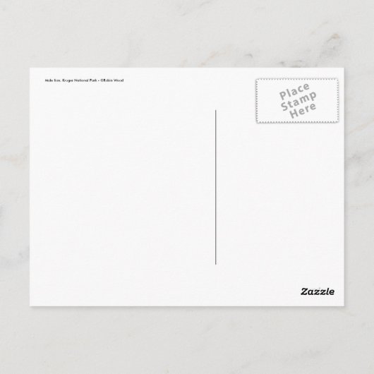 アフリカの雄ライオンのグリーティングカード ポストカード (裏面)