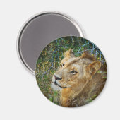 アフリカの雄ライオン冷蔵庫用マグネット マグネット (正面/裏面)