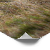 アフリカの雄ライオン ポスター (角)