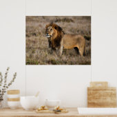アフリカの雄ライオン ポスター (キッチン)