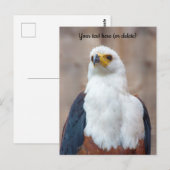 アフリカの魚類を捕食するワシのポストカード ポストカード (正面/裏面)