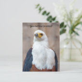 アフリカの魚類を食べるワシのポストカード ポストカード (スタンド正面)