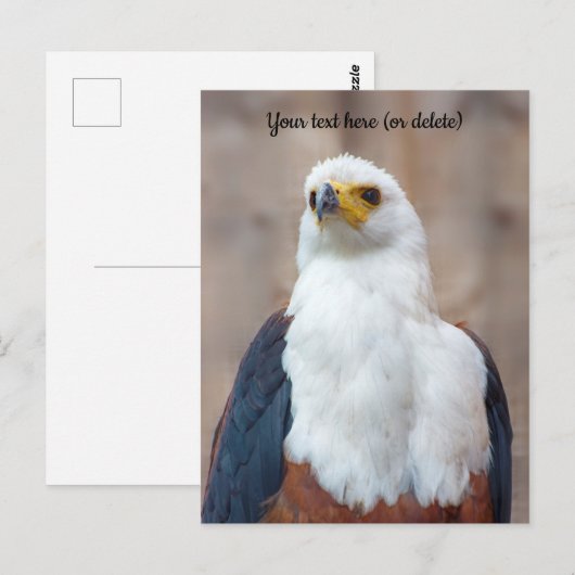 アフリカの魚鷹 ポストカード (正面/裏面)