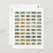 アフリカの魚 ポストカード (正面/裏面)