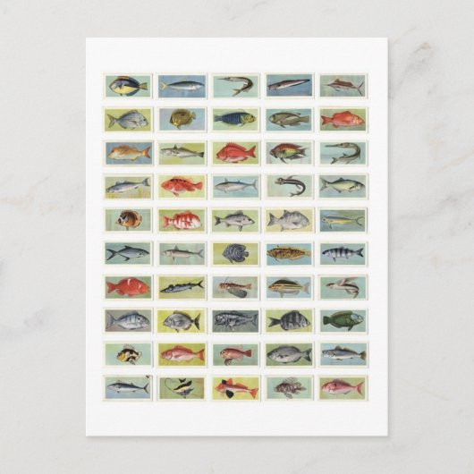 アフリカの魚 ポストカード (正面)