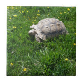 アフリカのsulcataのカメ タイル (正面)