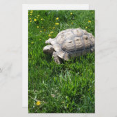 アフリカのsulcataのカメ 便箋 (正面/裏面)