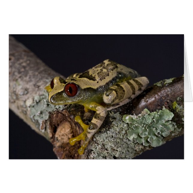 アフリカアカメアマガエル, レプトペリス属 (正面横)