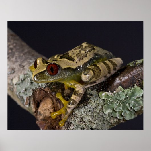 アフリカアカメアマガエル, Leptopelis ポスター (正面)