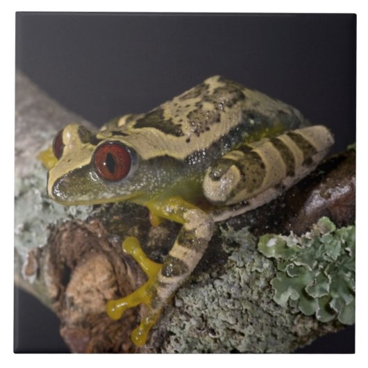 アフリカアカメノアマガエル, レプトペリス属 タイル (正面)
