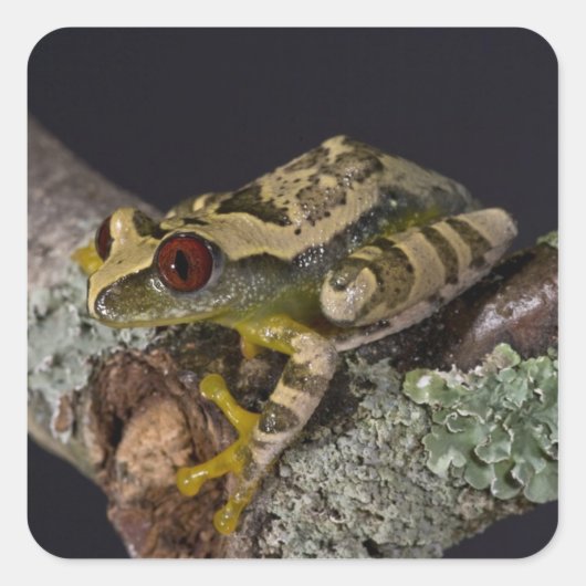 アフリカアカメノアマガエル, Leptopelis スクエアシール (正面)
