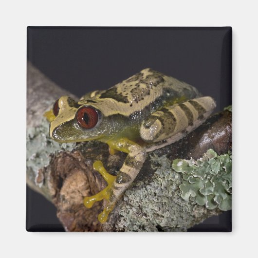 アフリカアカメノアマガエル, Leptopelis マグネット (正面)