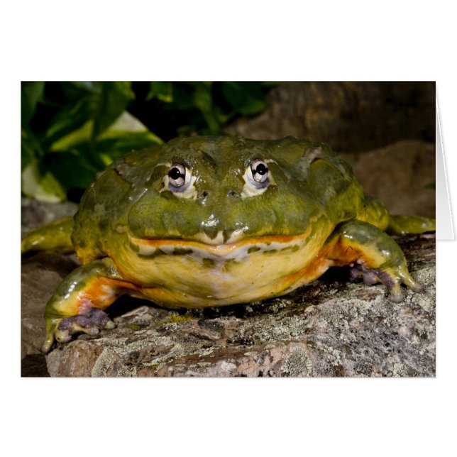 アフリカアナガエル,Pyxicephalus (正面横)