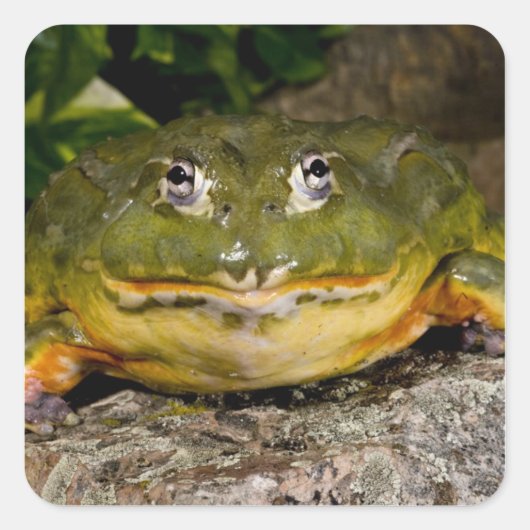 アフリカアナガエル,Pyxicephalus スクエアシール (正面)