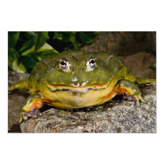 アフリカアナガエル,Pyxicephalus フォトプリント (正面)