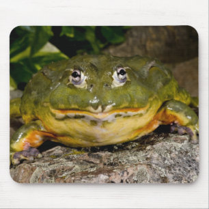 アフリカアナガエル,Pyxicephalus マウスパッド