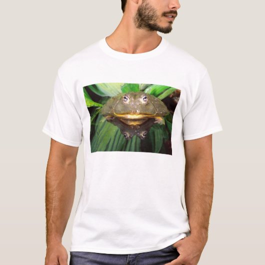 アフリカアナガエル Pyxicephalus 2 Tシャツ (正面)