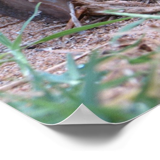 アフリカカタツムリ ポスター (角)