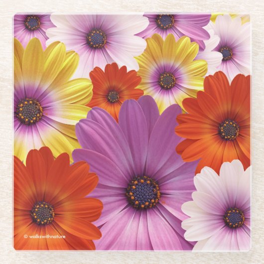 アフリカカラフルデイジーのメドレーの花 ガラスコースター (正面)