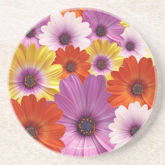 アフリカカラフルデイジーのメドレーの花 コースター