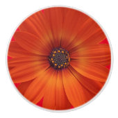 アフリカカラフルデイジーのメドレーの花 セラミックノブ (正面)